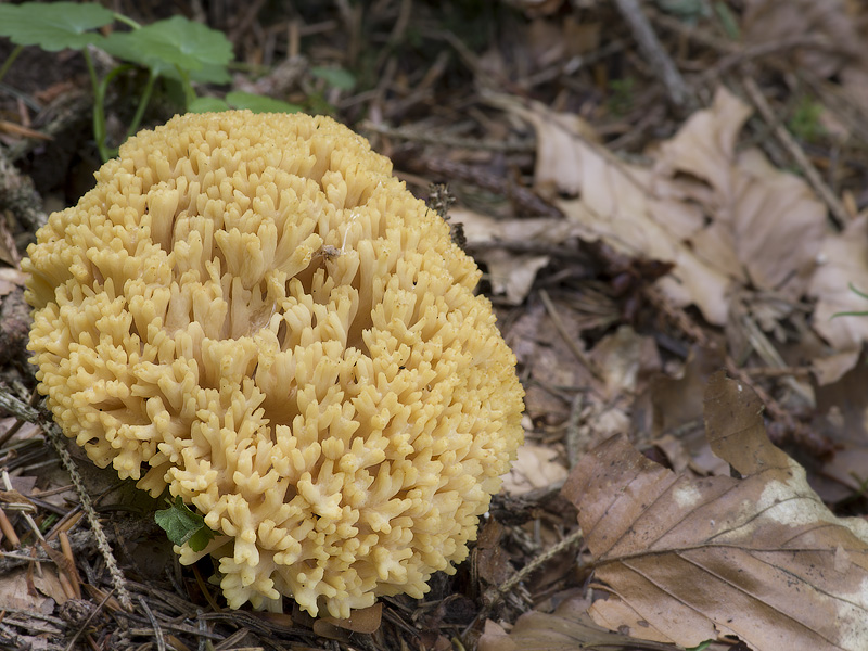 Ramaria flava